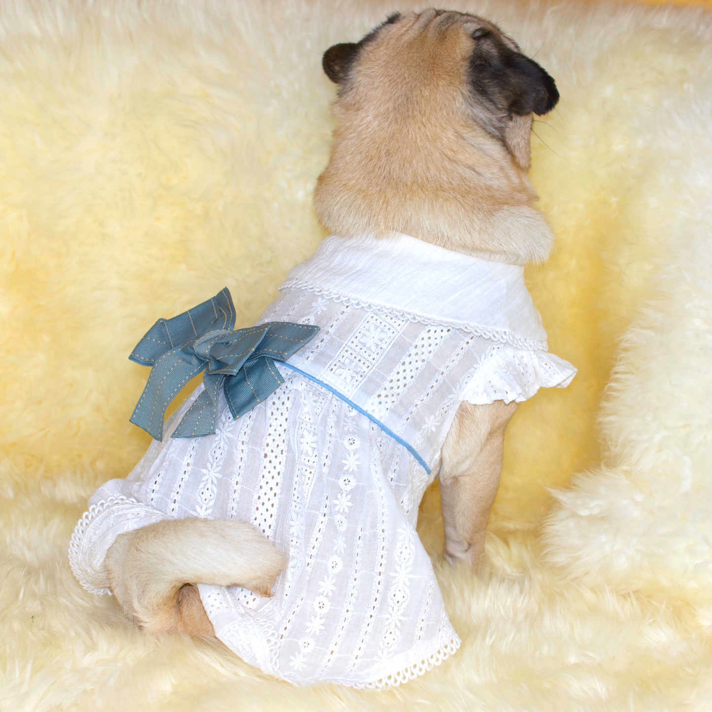 Fawn pug wearing a soft light-weight white cotton lace with a removable blue bow