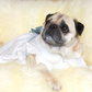 Fawn pug wearing a soft light-weight white cotton lace with a removable blue bow