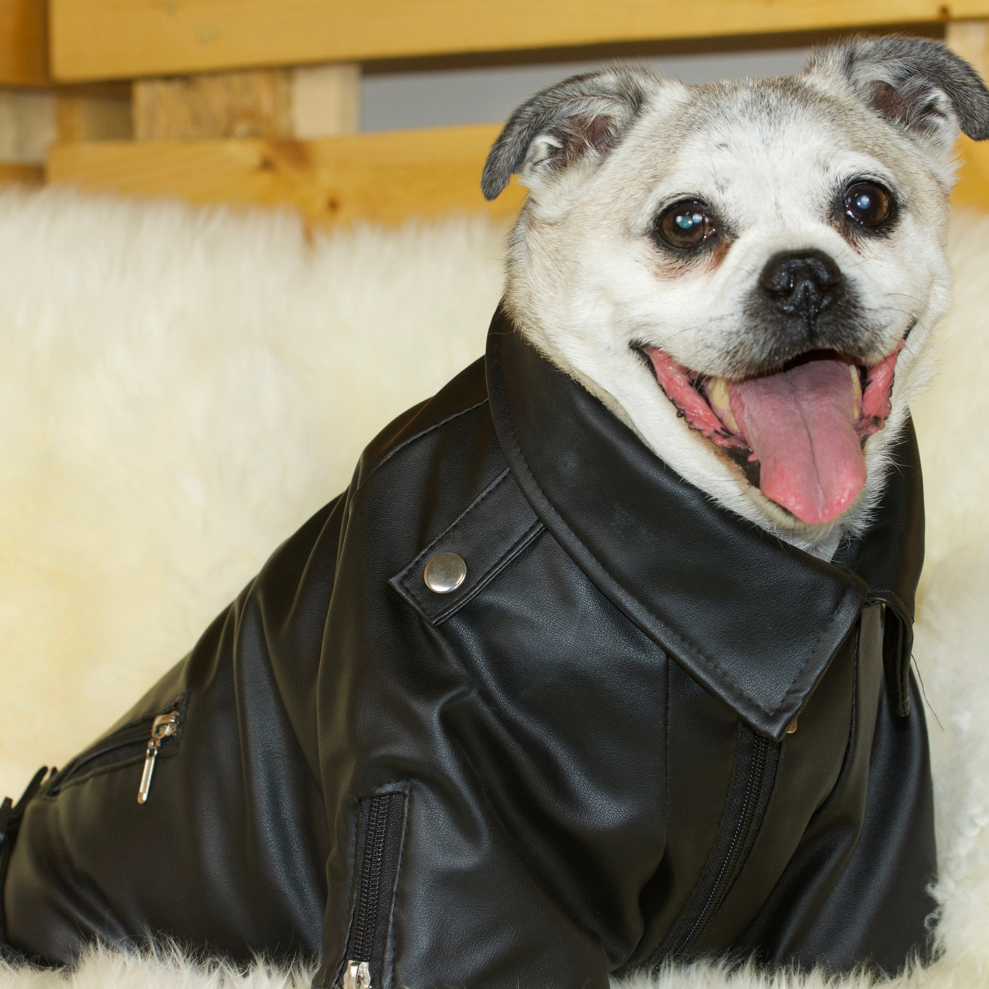 Faux Leather Pug Jacket