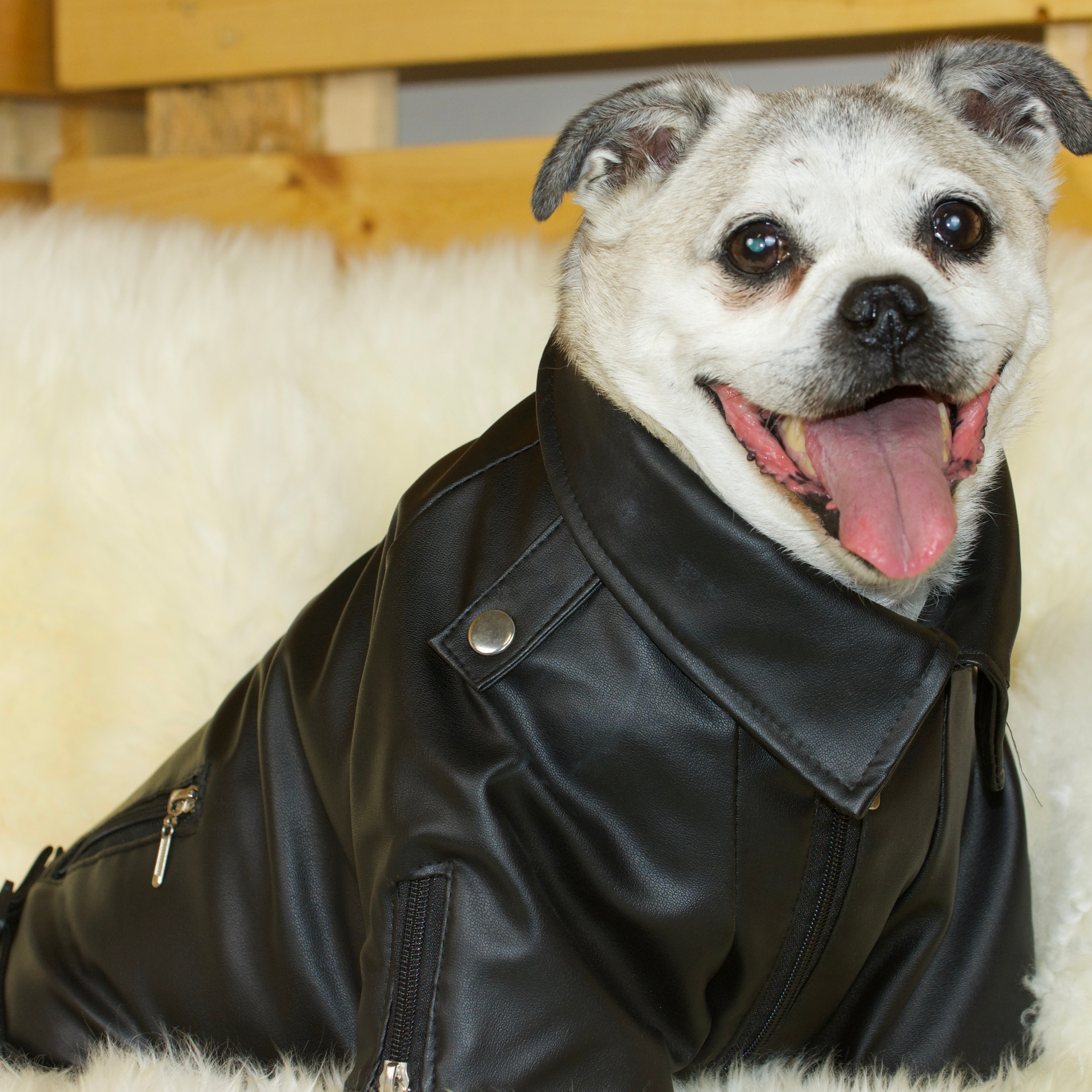 A fawn male Jug is wearing a Black Faux-Leather Jacket 