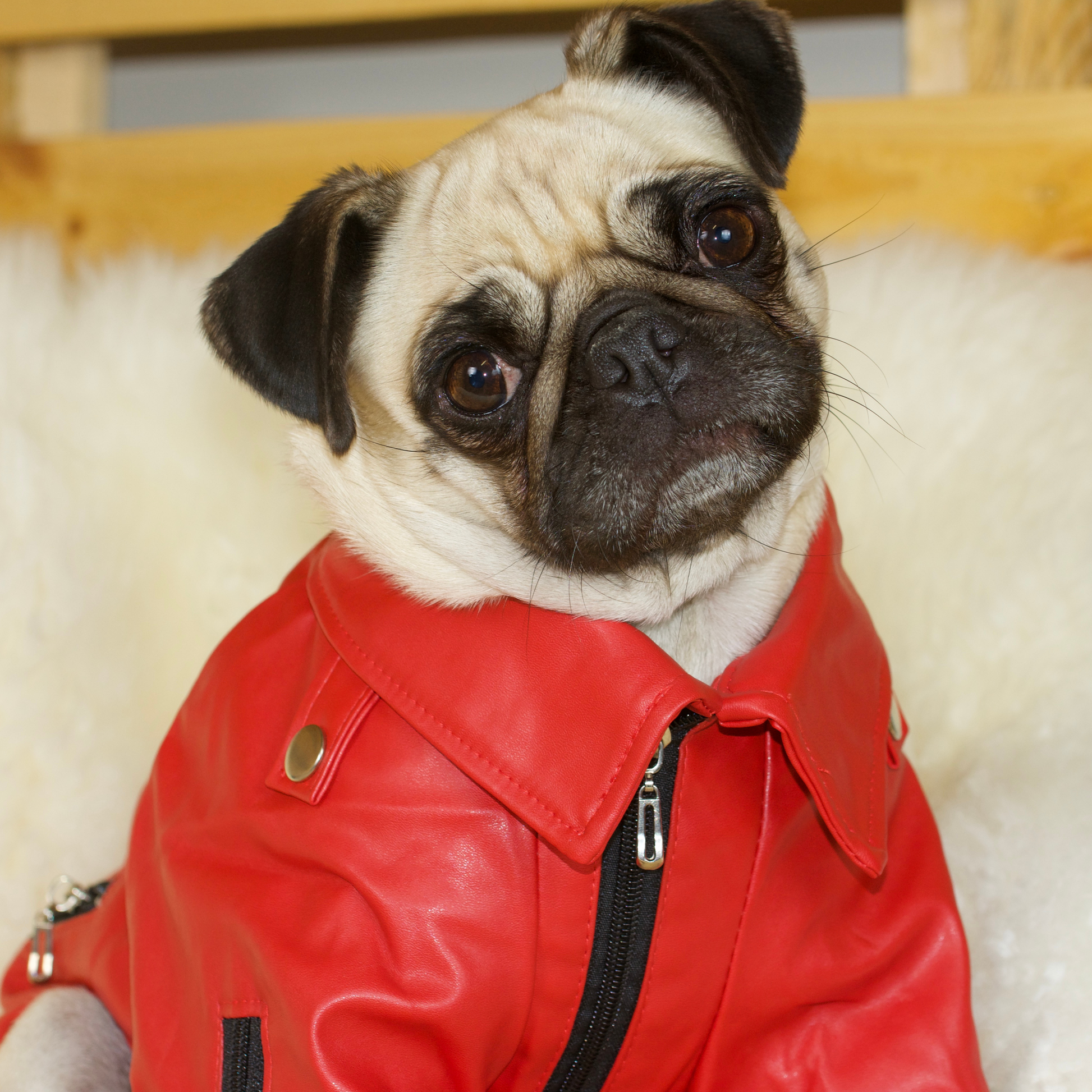 A fawn female Pug is wearing a Red Faux-Leather Jacket 