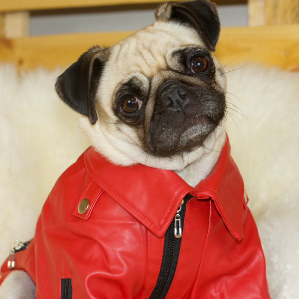 Pug sale leather jacket