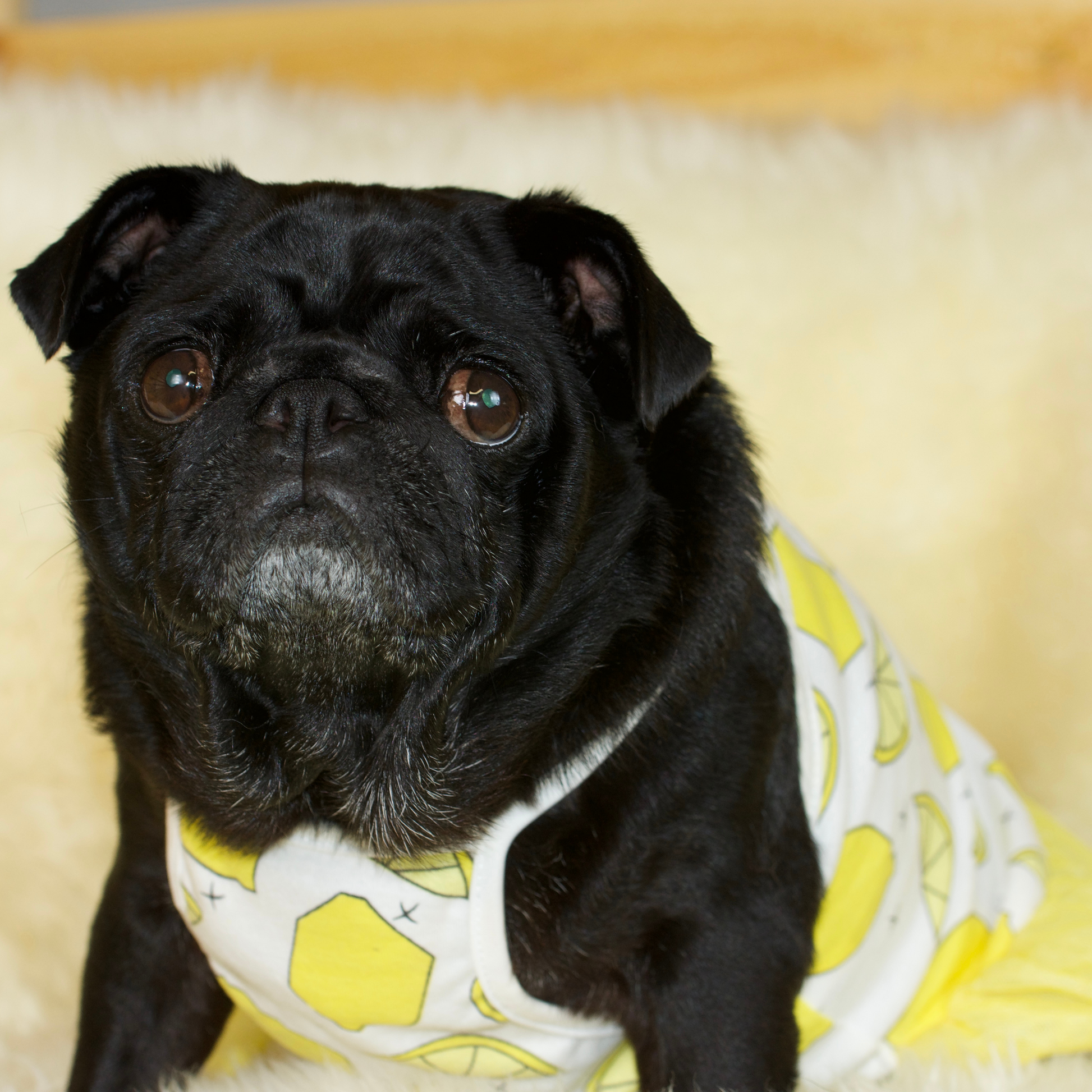 Lemon Fruit Pug Dress Pug Parties