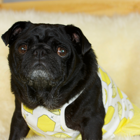 A black female pug wearing a Lemon Fruit Pug Dress