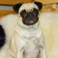 A fawn female pug is wearing a Blue Necklace with Rhinestone Crown