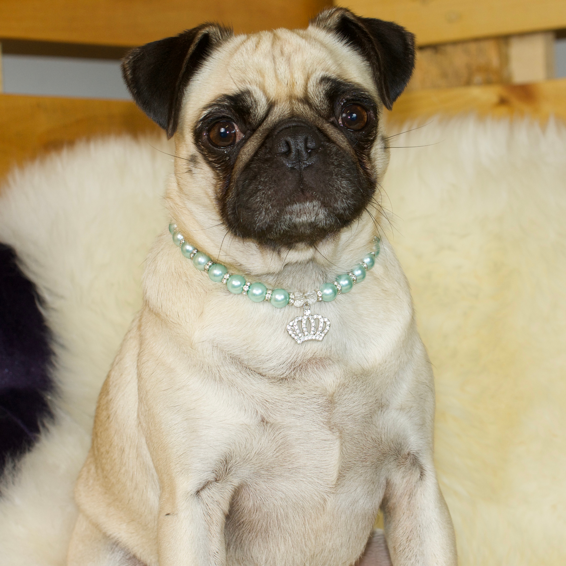 Pearl Pug Necklace with Rhinestone Pendant Pug Parties