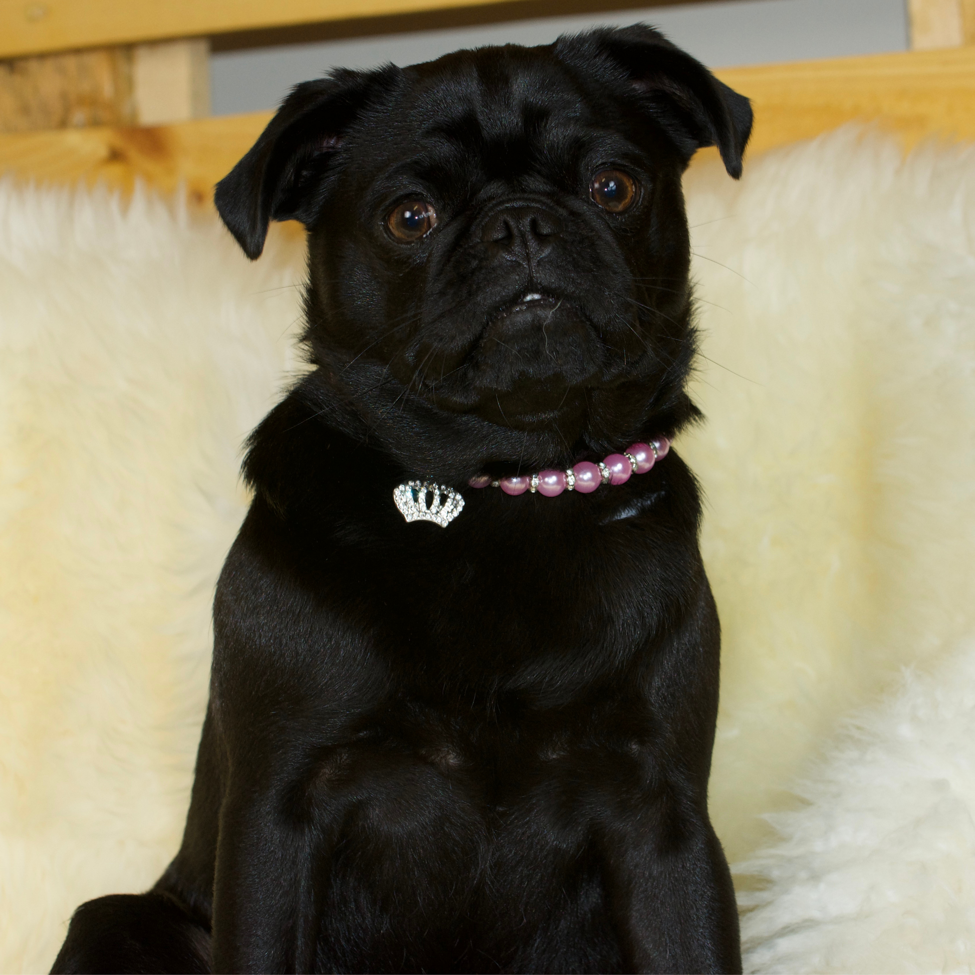 A black female pug is wearing a Pink Necklace with Rhinestone Crown