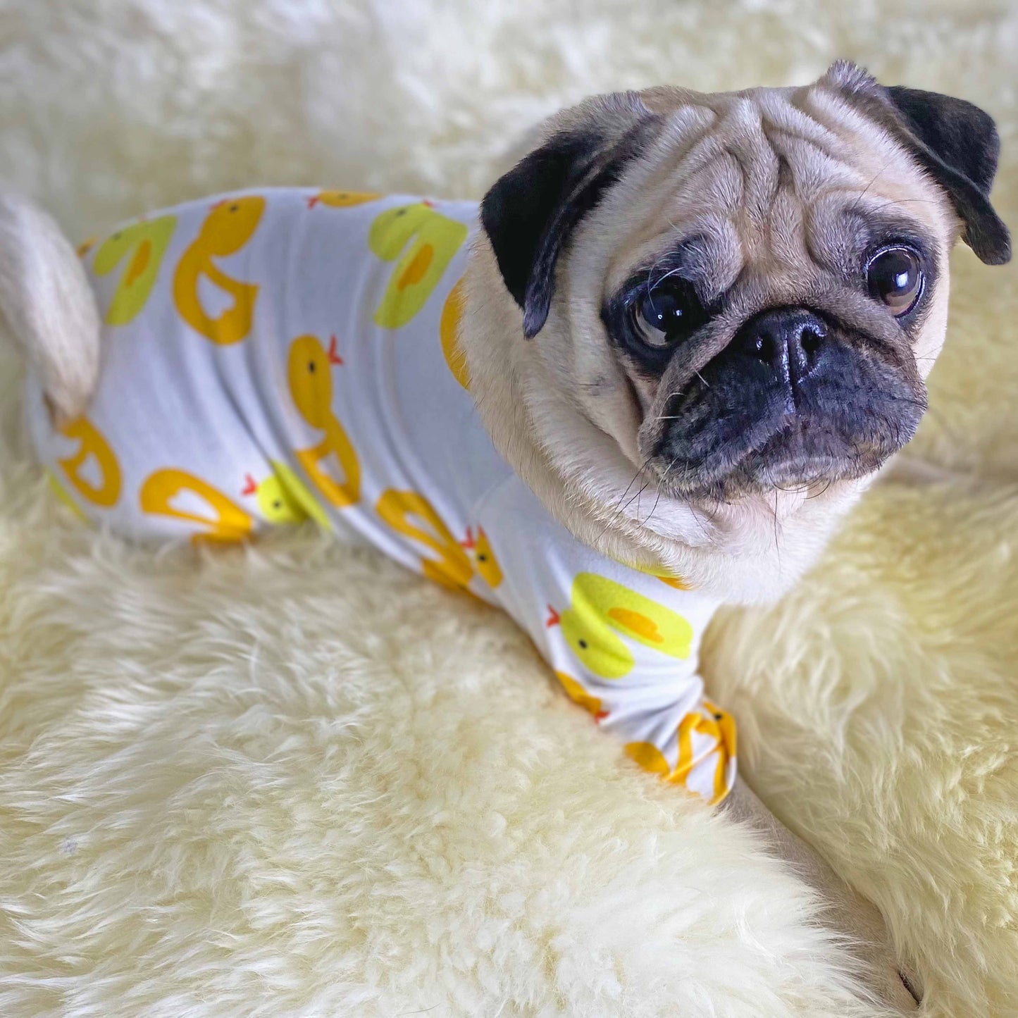 a fawn female pug wearing duck print PJ onesie looking up into the camera