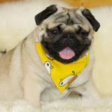 A fawn male Pug wearing a Chicken patterned cotton scarf