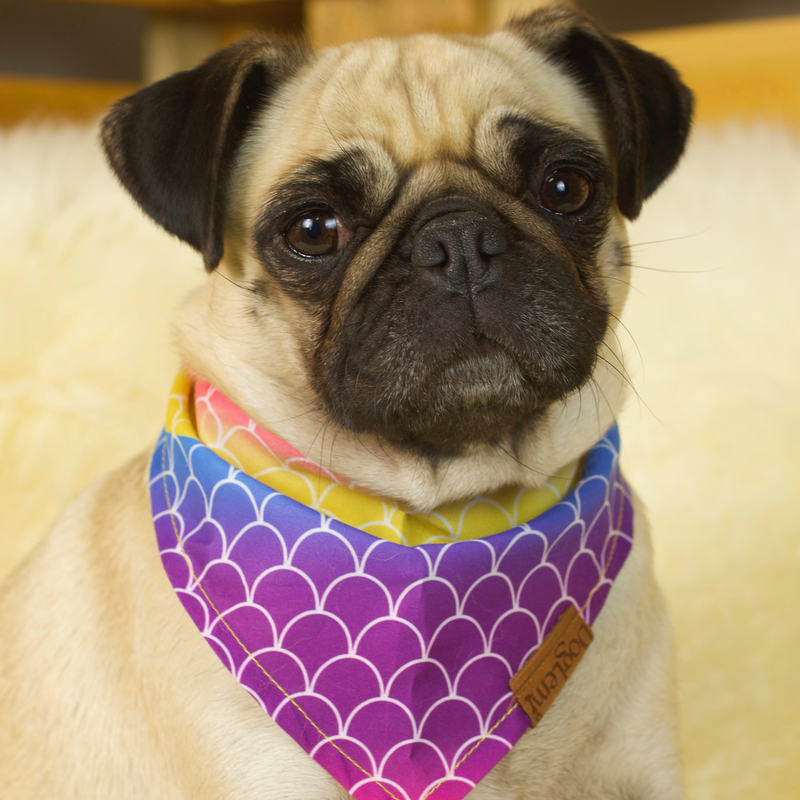 A fawn female Pug wearing a Mermaid patterned cotton scarf