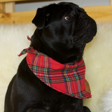 A black female Pug wearing a Red Tartan patterned cotton scarf
