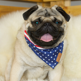 A fawn male Pug wearing a stars and stripes patterned cotton scarf