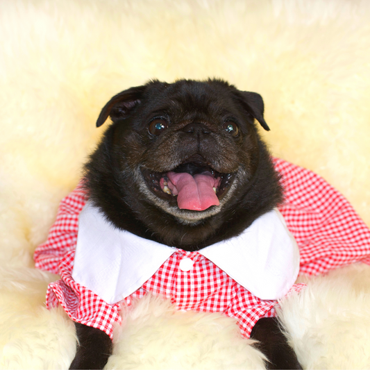 Black pug wearing a soft light-weight red cotton dress with flowers at the waist and a Lady bug embroidered on the collar 