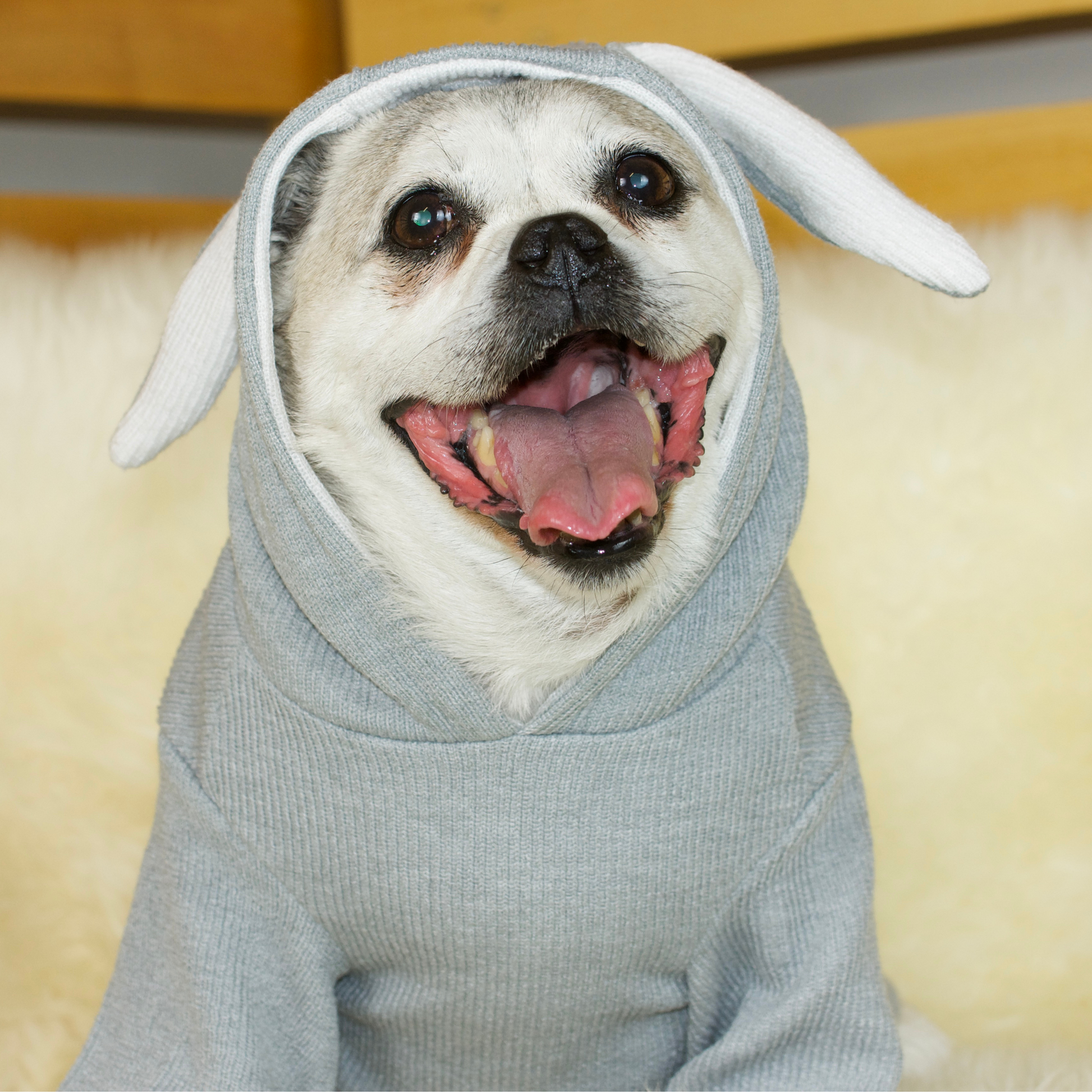 Pug jumpers for hot sale pugs