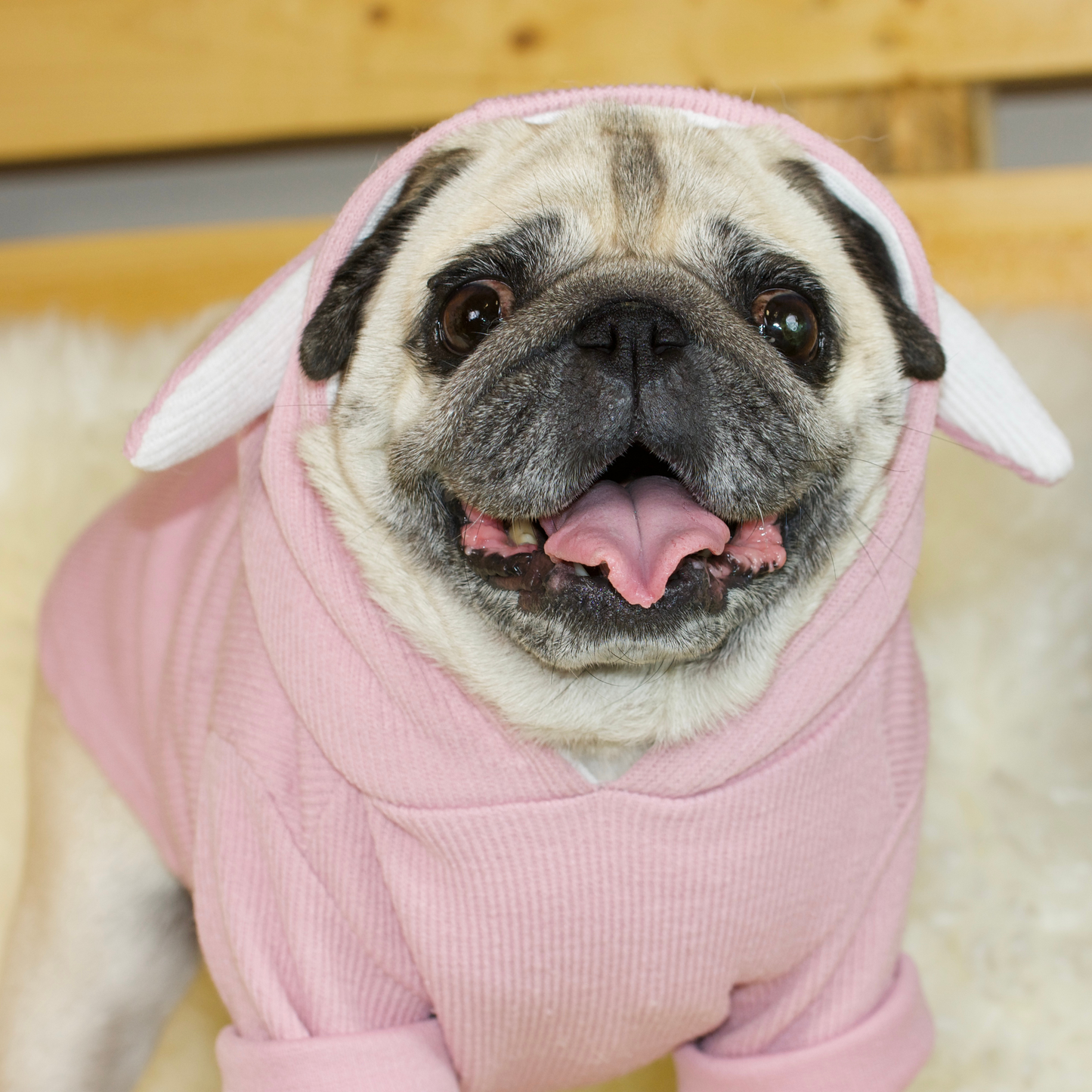 A fawn female Pug wearing a grey Pugs Bunny Jumper