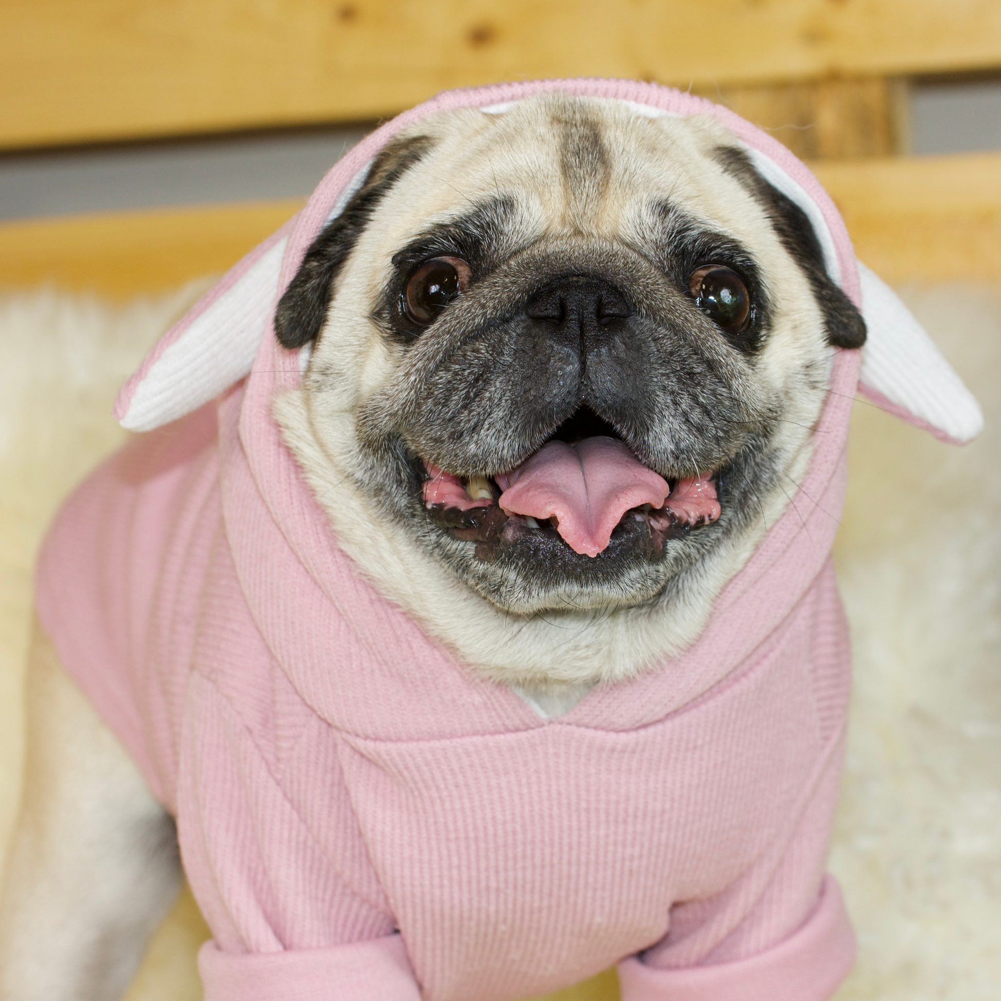 Pugs Bunny Hoodie