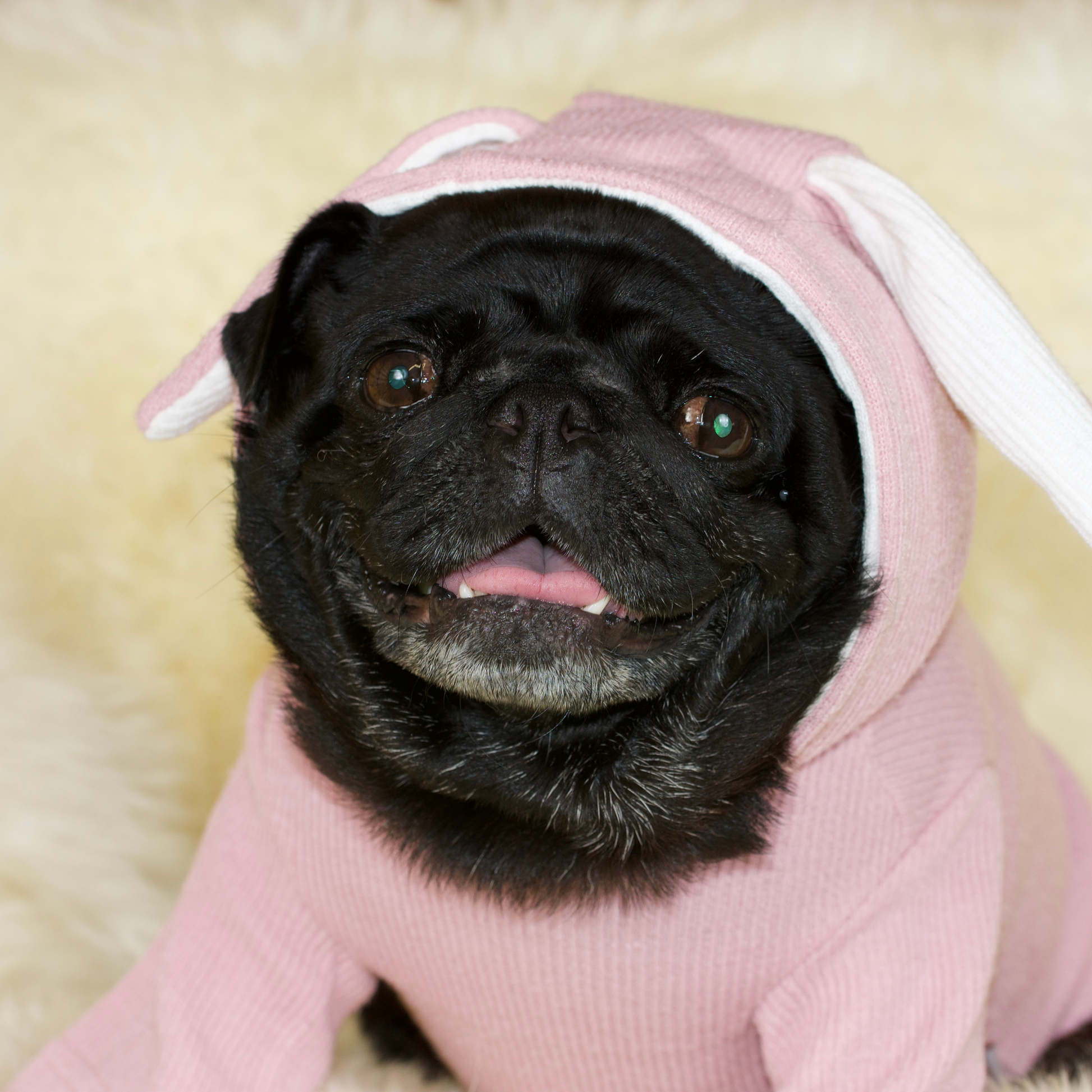 A black female Pug wearing a grey Pugs Bunny Jumper