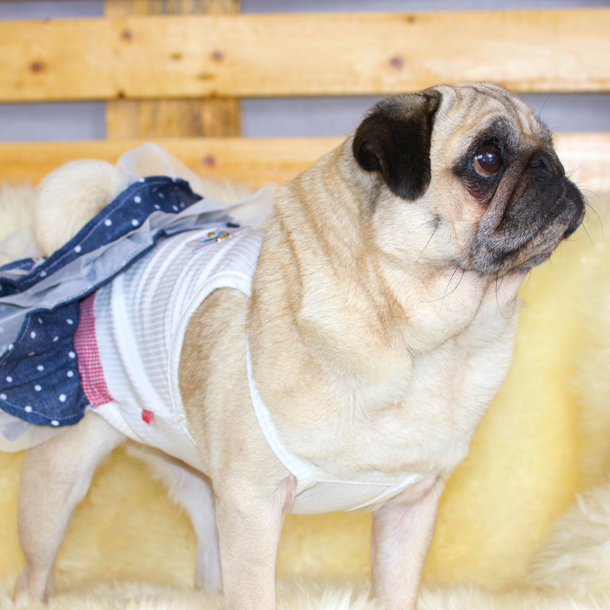 Fawn Pug wearing a soft ribbed cotton bodice with a cute little star patch, red plaid ribbon at the waist and blue polka-dot denim and white tulle layered RaRa skirt