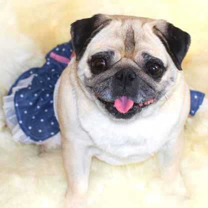 Fawn Pug wearing a soft ribbed cotton bodice with a cute little star patch, red plaid ribbon at the waist and blue polka-dot denim and white tulle layered RaRa skirt