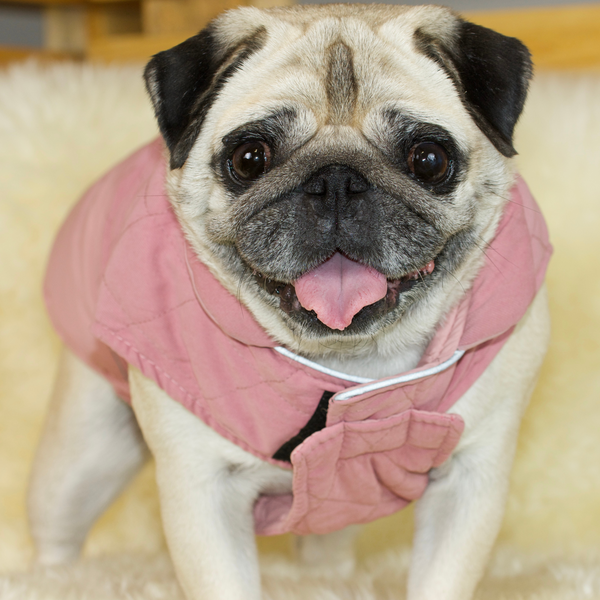 Pug coat shop