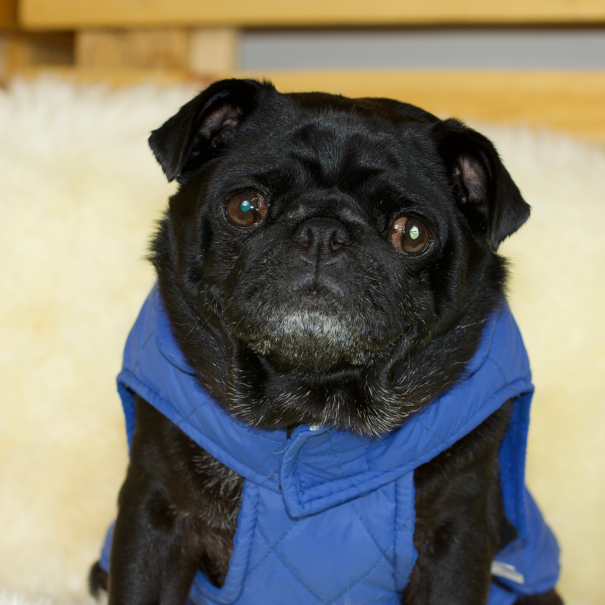 Pug hot sale winter jacket
