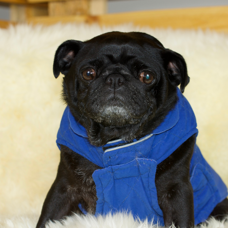 Harness-friendly Reversible Pug Jacket