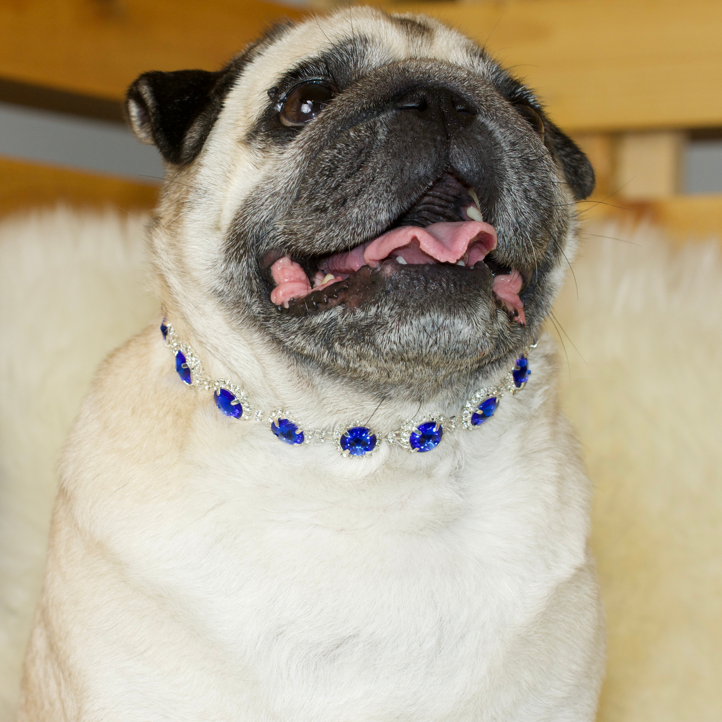 A fawn female pug wearing a Blue Satellite Rhinestone Jewelled Necklace