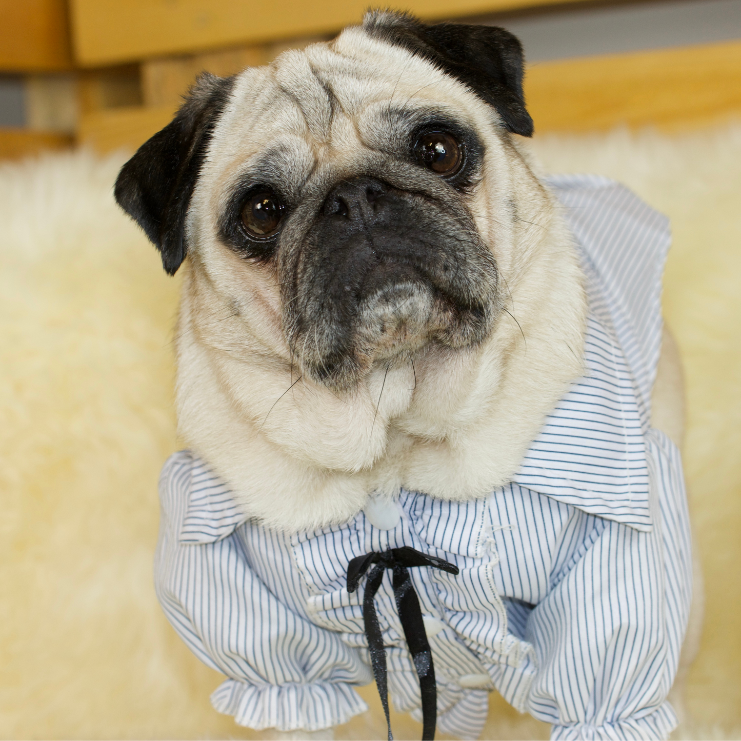 A fawn female pug is wearing a Blue Striped Cotton Shirt