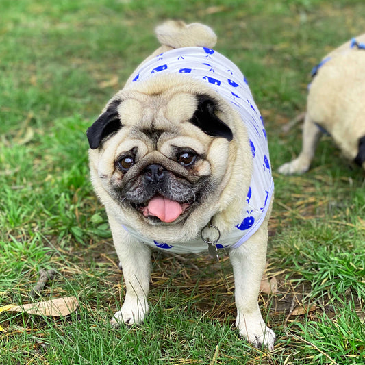 A fawn male pug standing on a patch of green grass wearing a whale print t-shirt, smiling with his tongue poking out