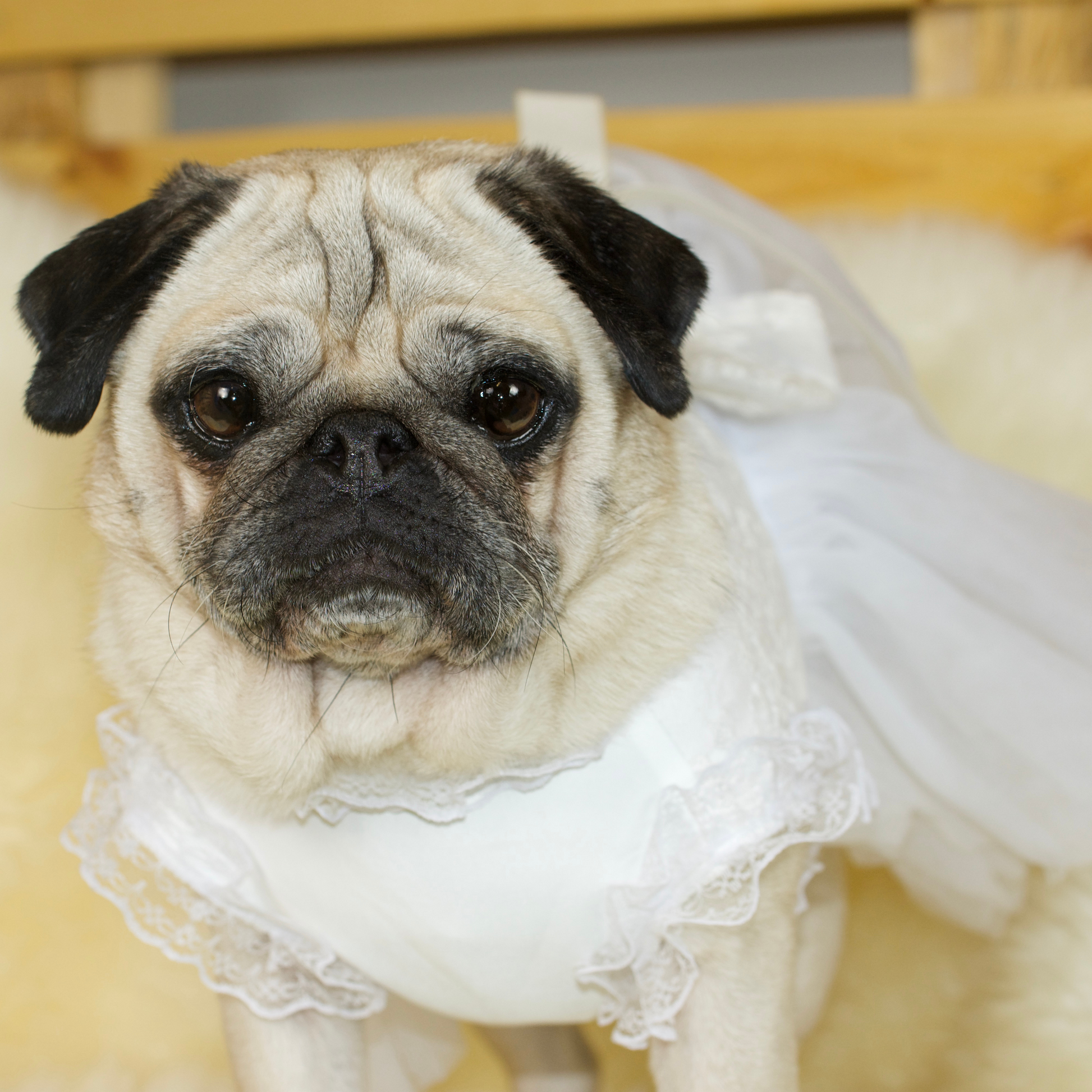 A fawn female pug wearing a white satin and lace wedding pug dress