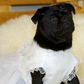 A black female pug wearing a white satin and lace wedding pug dress