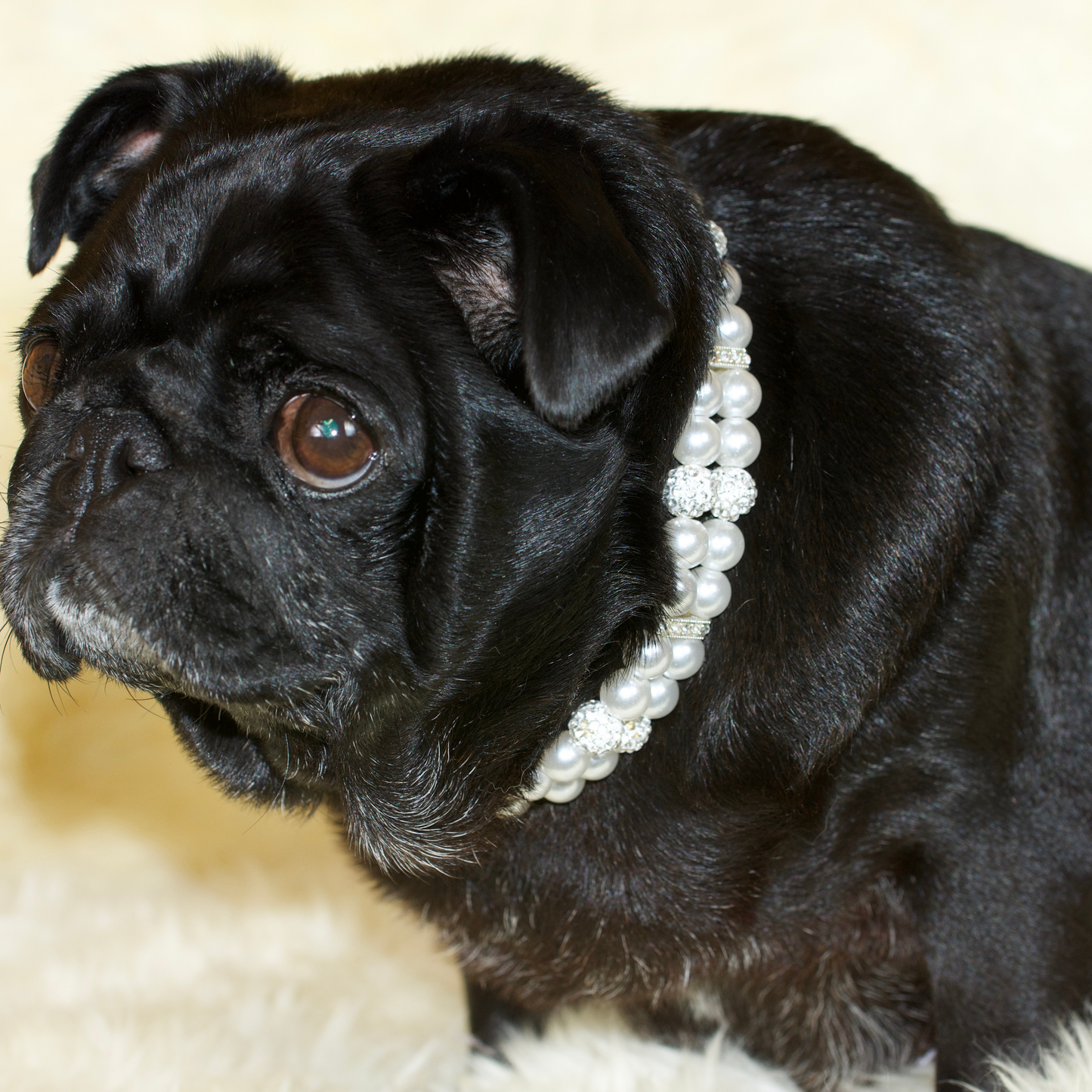 A black female pug wearing a white Pearl and Rhinestone Pug Collar