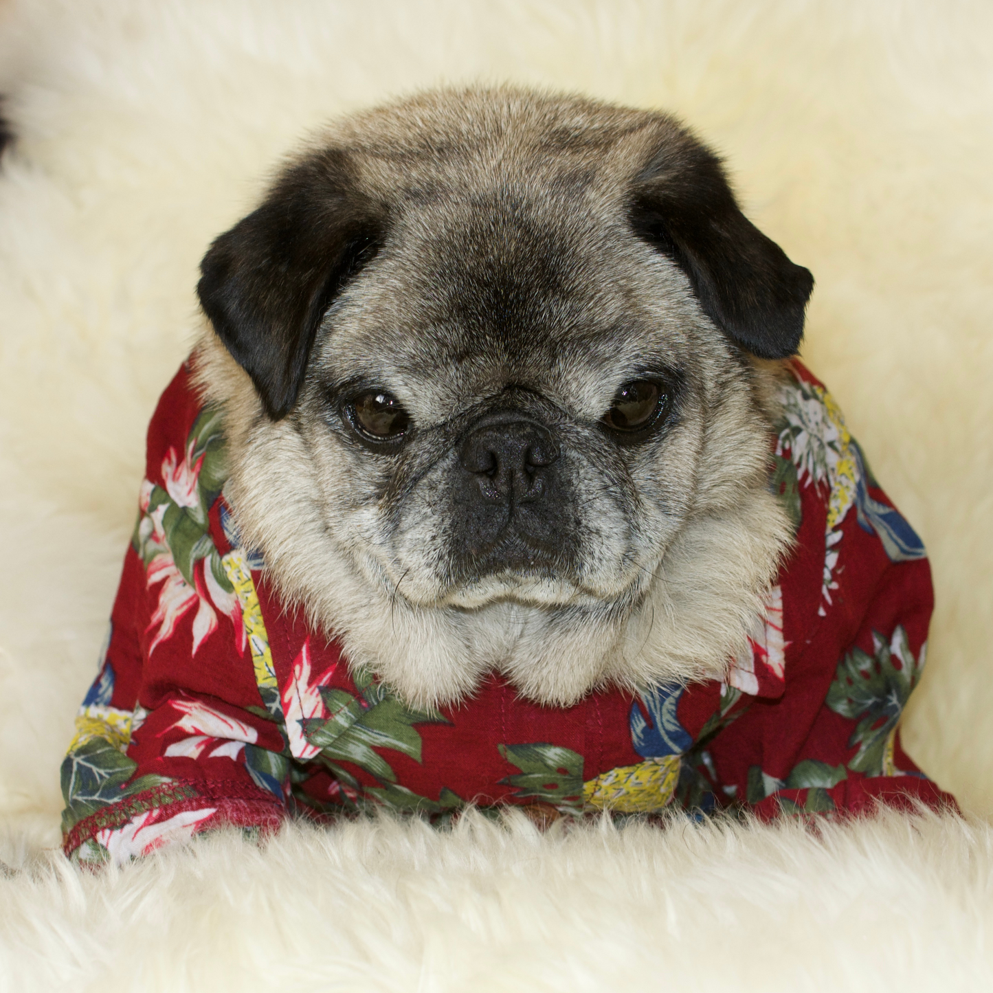 A fawn male pug wearing a red Hawaiian Pug Shirt with motifs of pineapples, birds and palm leaves printed on the cotton fabric