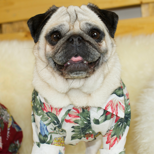 A fawn female pug wearing a White Hawaiian Pug Shirt with motifs of pineapples, birds and palm leaves printed on the cotton fabric