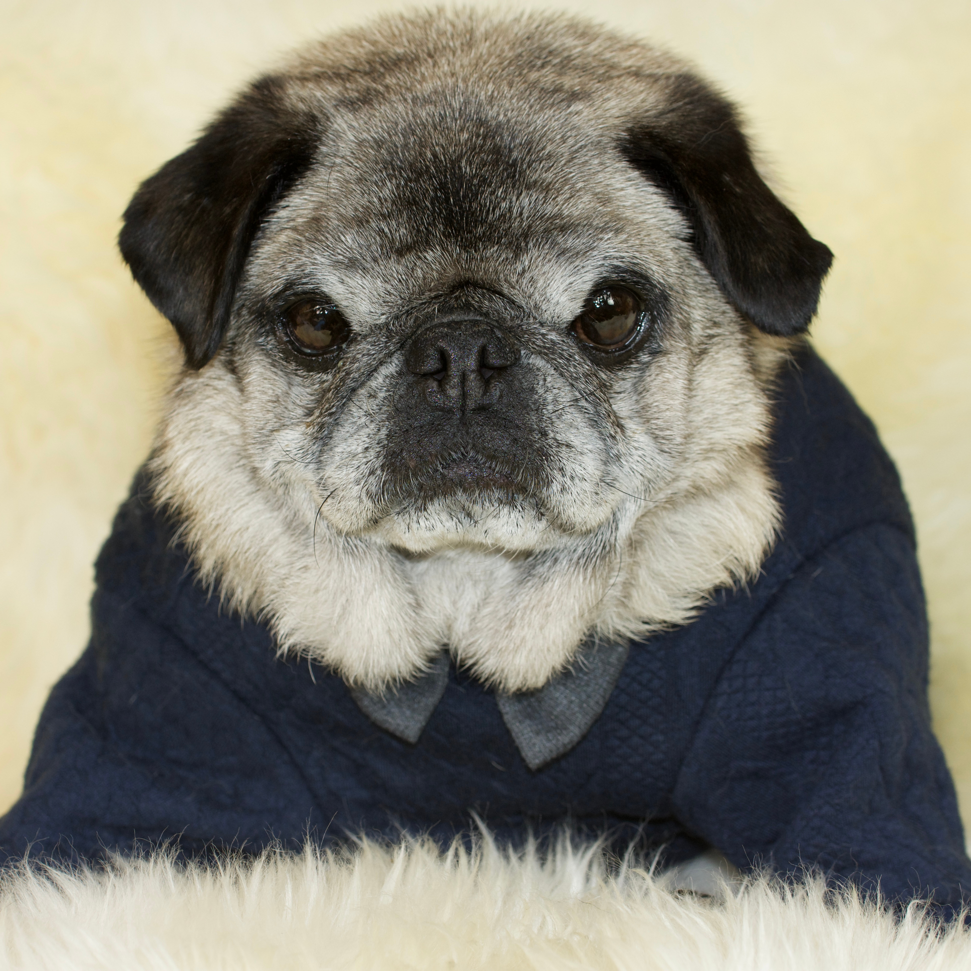 A fawn male pug is wearing a Dark Blue Cable Knit Jumper