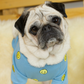 A fawn female pug wearing a Blue Smiley Face Jumper